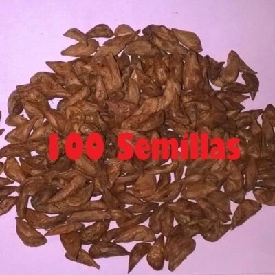 100 Semillas Cedro del Líbano ideal Bonsais - Imagen 1 de 3