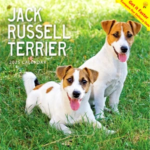2025 Calendar Jack Russel Terrier Square Wall Paper Pocket CAB20 - Picture 1 of 6