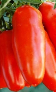 SAN MARZANO GIGANTE Tomate, 50 Samen + GRATIS - Bild 1 von 3