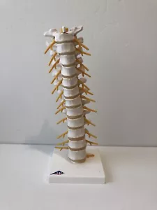 Columna espinal humana torácica científica modelo A73 anatomía - Imagen 1 de 4
