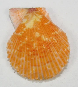 PECTEN VARIA 43.97mm BEAUTIFUL ORANGE SPECIMEN Lorient, France - Picture 1 of 2