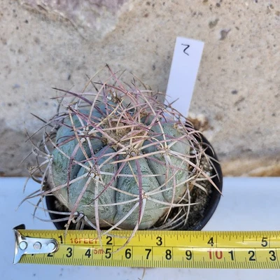 Small Devil's Head Cactus Echinocactus Horizonthalonius - Image 1 of 4