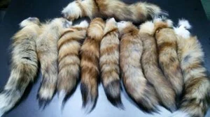 Queue de Renard (Fox Tail) - Zdjęcie 1 z 1