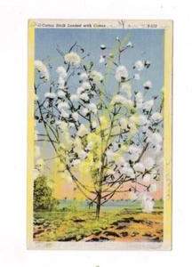 De colección. PLANTA DE ALGODÓN TEMPRANA CARGADA DE ALGODÓN POSTAL SELLO DE 1 CENTAVO REQUERIDO - Imagen 1 de 2