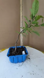 Pre Bonsai Tupelo, Blackgum, or Sour Gum, Unique Native Species - Picture 1 of 7