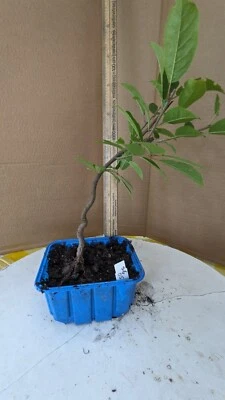 Pre Bonsai Tupelo, Blackgum, or Sour Gum, Unique Native Species - Image 1 of 4