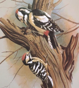 Basil Ede Birds Pied and Barred Woodpeckers Vintage Art Print Book Plate 29 - Picture 1 of 3