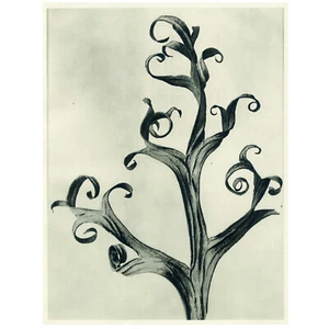 1928 KARL BLOSSFELDT URFORMEN DER KUNST Photogravure #3 DELPHINIUM (LARKSPUR) - Picture 1 of 8