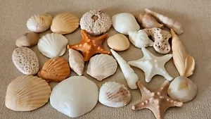 24 Edible shimmer sea shells cake toppers decorations - Picture 1 of 3