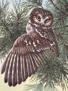 The Saw-Whet Owl Stately Owls Jim Beaudoin Knowles Collectors Plate - Picture 1 of 4