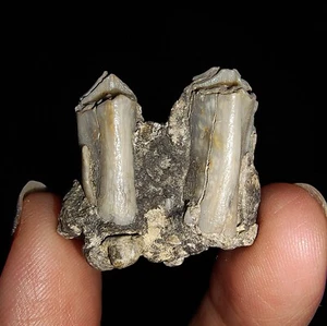 AMAZING AMMONITE!! BABY COW'S TOOTH FOSSIL, FROM JAVA, INDONESIA, 24MM - Picture 1 of 6