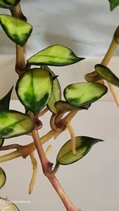 Hoya Lacunosa Varigated Unrooted Small Cutting - Picture 1 of 6