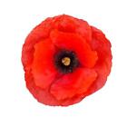 1000 Red Poppy Seeds for Planting - Grow Exotic Red Poppy