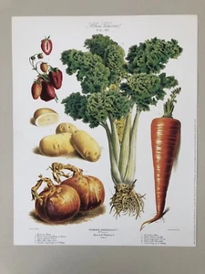 VILMORIN DE PLANTES POTAGERES,1881,VEGETABLES,RARE AUTHENTIC 1995 ART PRINT - Picture 1 of 7