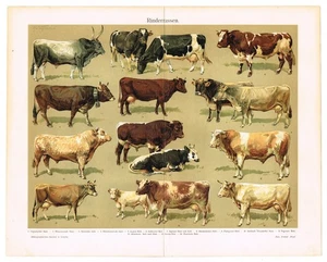 RINDER 1899 Antik Original Vintage DRUCKE Kuh Stier Chromolithographie - Bild 1 von 8