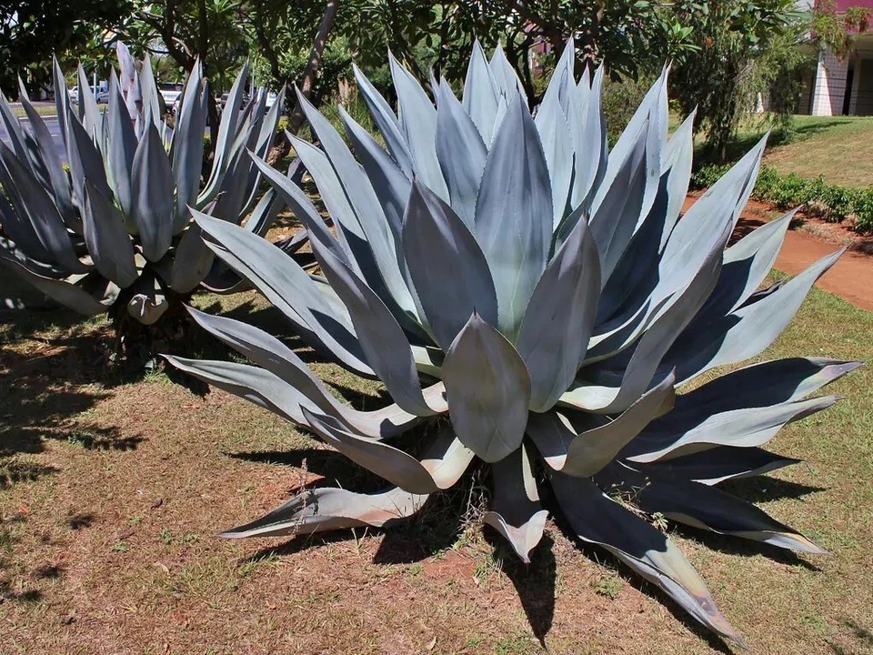 Century plant - American aloe - Maguey - Agave americana 10+ Seeds E 353 - Image 1 of 1