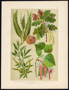 Antique Botanical Print-SWEET CHESTNUT-OAK-WILLOW-1890 - Picture 1 of 1