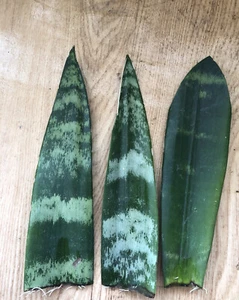 3 Snake Plant Cutting With Roots Mother-In-Law's Tongue Sanseveria Live Plant - Picture 1 of 6