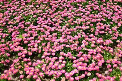 100 PINK ENGLISH DAISY Bellis Perennis Flower Seeds *Flat S/H - Image 1 of 4