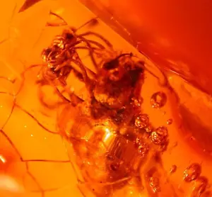 Schöne blühende Prioria Cativo Blume in dominikanischem Bernstein Fossil Edelstein - Bild 1 von 9