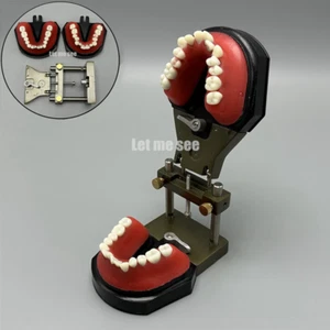 1set Dental Orthodontic Simulator Training Teeth Model Typodout Model - Picture 1 of 16
