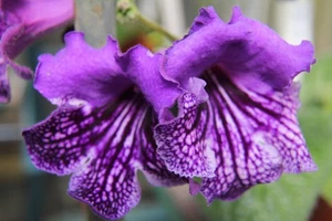 Streptocarpus DS Mushketeer ( Last plant of the current stock ) - Picture 1 of 2