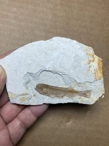 50g Jurassic Period lycoptera fish rock specimen Western Liaoning china - Picture 1 of 10