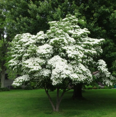 Набор из 2 деревьев кизила Kousa — высота 12 дюймов — горшок 4 дюйма — Cornus Kousa — белые цветы - Изображение 1 из 4