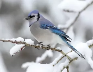 Impresión fotográfica BLUE JAY 8X10 - Imagen 1 de 1
