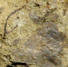Museum quality oldest Silurian fossils land plants