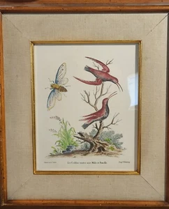Antique Hand Colored Black Bellied Hummingbird George Edwards Franz O'Luckenberg - Picture 1 of 14