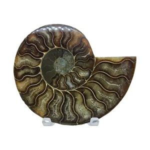 Ammonite, Fossil, 4", polished, specimen, #R-6364 - Picture 1 of 10