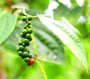 5 graines de POIVRE NOIR ( Piper Nigrum) V621 BLACK PEPPER SEEDS SAMEN SEMI - Picture 1 of 1