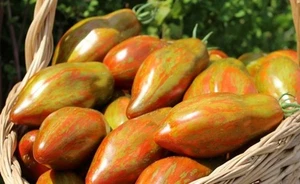Tomatensamen (7+ Samen); russischen Sorte "Cuban Salami",2025 - Bild 1 von 1