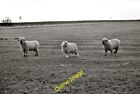 Photo 6X4 Sheep At Stanley Crook Three Sheep, Two Different Breeds, The O C2012