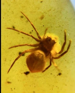 Cretaceous Fossil Burmese amber burmite spider insect amber Fossil Myanmar - Picture 1 of 5