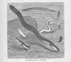 Aaale Kurzschwanzaal Synbranchus Holzstiche von 1892 Aal Anguilla anguilla