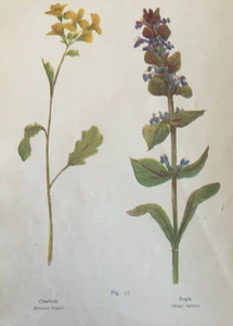 Antique Wildflower Print ~ Charlock & Bugle ~ C1910 Grace Layton Botanical - Picture 1 of 3