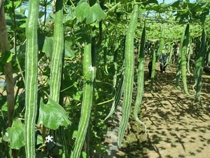 Melón serpiente asiática - tricosantos - más de 3 semillas - semillas - semillas - c 070 - Imagen 1 de 1