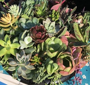 100 Cutting Mix Colorful Succulents 2-8” - Picture 1 of 12