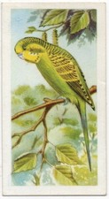PRIORY TEA TRADE CARD I-SPY PETS 1957 NUMBER 18 BUDGERIGAR