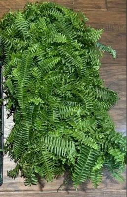 Kimberly Queen Sword Fern (Nephrolepis obliterata) -1 TC Plant/Plug -3-6 inches - Image 1 of 2
