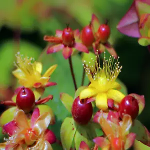 Hypericum hircinum (Fragrant St John's Wort/Tutsan) 200-5000 SEEDS •Garden Plant - Picture 1 of 4