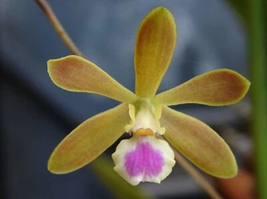 Encyclia unaensis SPIKE Mounted driftwood SPECIES NICE PLANT - Picture 1 of 4