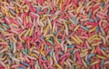 live maggots for sale