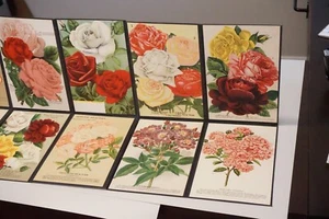 Folding Salesman Sampler of 16 Vintage Rose Illustrations - Picture 1 of 14