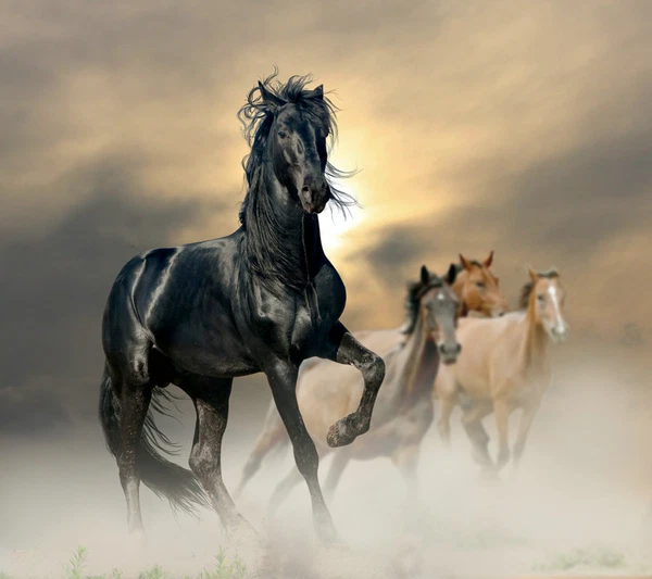 Modern HD prints Animals Horses oil painting on canvas Wall Art Home Decor dw30