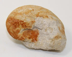 Nautilus, Eutrephoceras sp., Kreide, Campan, Dülmen, Deutschland -c869 - Picture 1 of 5