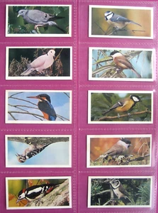 CARRERAS - BLACK CAT - BRITISH BIRDS -1976 - FULL SET (50) - Picture 1 of 10
