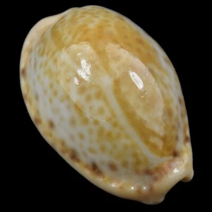 CYPRAEA (Naria) SPURCA VERDENSIUM (Teneriffa, Kanarische Inseln, Spanien) 17,2 mm #45664 - Bild 1 von 4